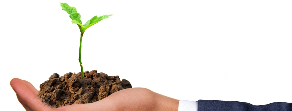 business person holding plant in soil