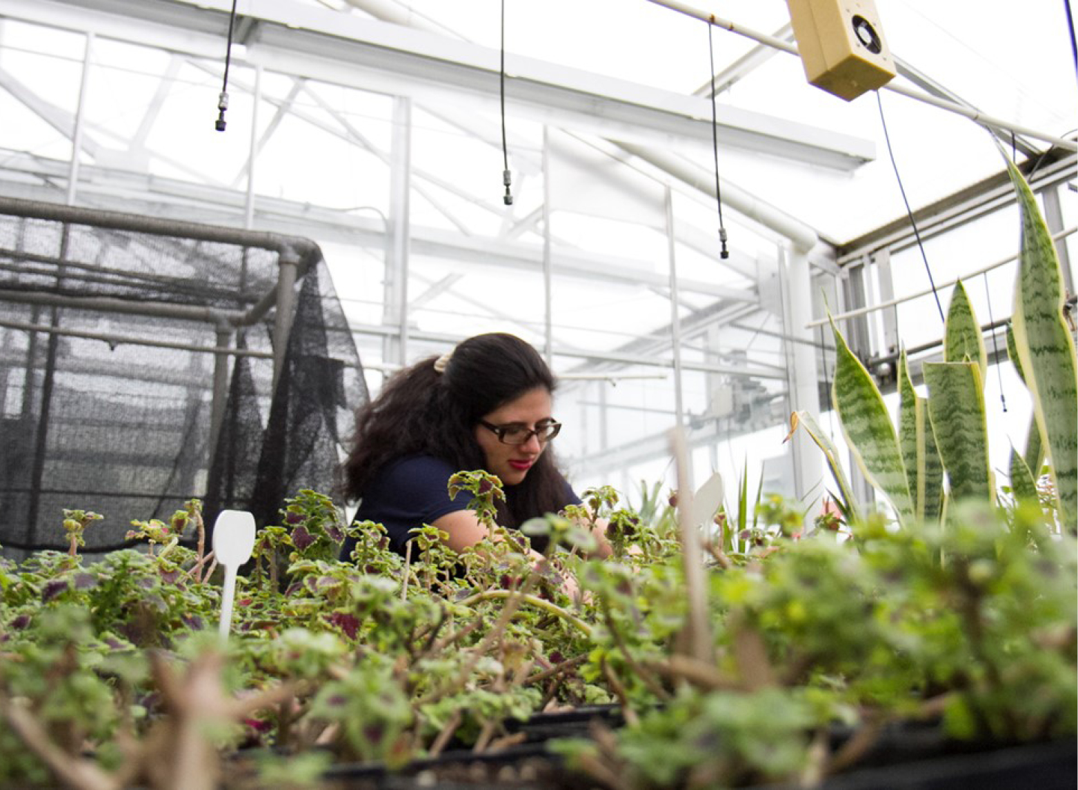 Student in greenhouse with plants