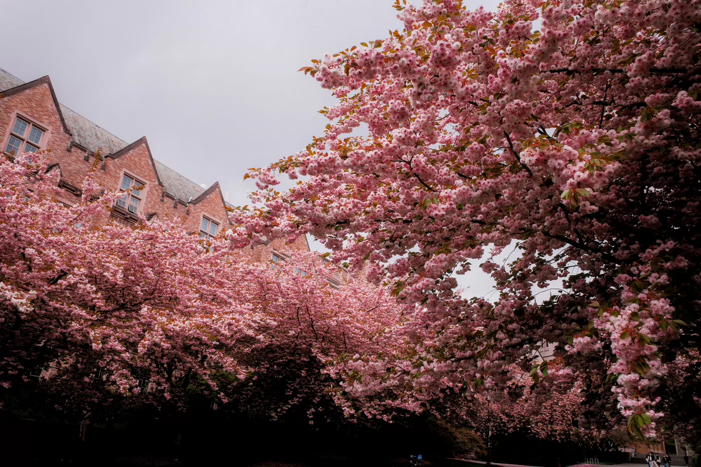pink trees in bloom